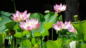 荷塘争相绽放的荷花摄影图片